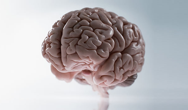 brain-cerebro-tronco-del-encefalo-encefalico